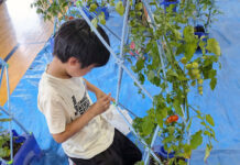 愛媛の小学校にトマト寄贈 “植育”から食育を カゴメ 愛媛の小学校にトマト寄贈 “植育”から食育を カゴメ