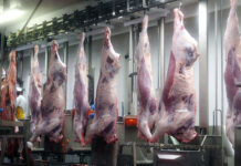 〈持続可能性追求するアイルランドの食料生産〉ビーフ編② Foyle Food Group 1時間あたり約40頭の牛を屠畜