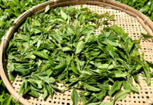 八女茶の評価分析を始動 ブランド価値訴求目指す 八女茶の評価分析を始動 ブランド価値訴求目指す