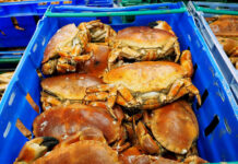 〈持続可能性追求するアイルランドの食料生産〉シーフード編④ Errigal Bay 資源保護へ厳格管理 サイズごとに仕分けられるカニ