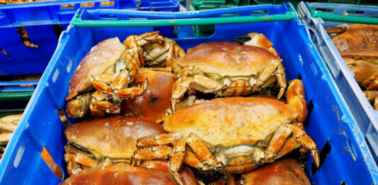 サイズごとに仕分けられるカニ - 食品新聞 WEB版（食品新聞社）