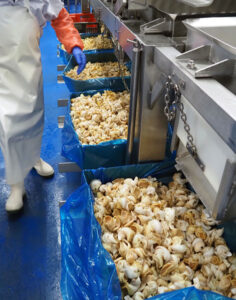 日本に出荷されるつぶ貝のむき身 日本に出荷されるつぶ貝のむき身 - 食品新聞 WEB版(食品新聞社)