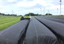 伊藤園、茶葉を全量買い取り農家の安定経営に資する茶産地育成事業を推進 JAハイナン管内では契約栽培面積60倍に拡大 被覆作業の様子(JAハイナン)