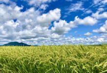 自給率向上と輸出促進で強い日本を 自給率向上と輸出促進で強い日本を