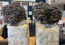 “発酵”コンセプトの複合施設「OH!!!」で創業祭 さつま芋袋詰めや米すくい 多彩な催しでにぎわう 特産の黒舞茸を販売