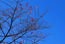 立冬に思う 立冬に思う