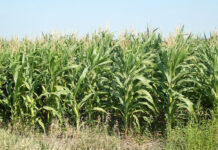 バイオ燃料に引きずられる植物油 バイオ燃料に引きずられる植物油