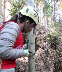 竹の伐採に挑むCCJCの田中美代子広報渉外サステナビリティ推進本部副社長 竹の伐採に挑むCCJCの田中美代子広報・渉外&サステナビリティ推進本部副社長