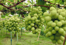 日本産ブランドを知財で守れ 模倣品損失年間1000億円 日本弁理士会が説明会 日本産ブランドを知財で守れ 模倣品損失年間1000億円 日本弁理士会が説明会