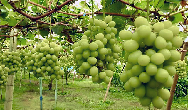 日本産ブランドを知財で守れ 模倣品損失年間1000億円 日本弁理士会が説明会