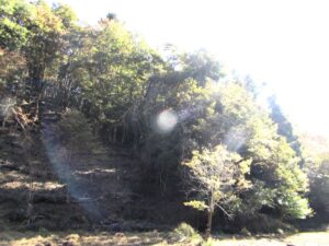 間伐後左と間伐前右 間伐後(左)と間伐前(右)