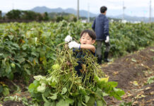 親子で黒豆収穫 順調に生育 フジッコ「丹波黒育成体験プログラム」 こんなにとれたよ!