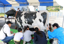 福岡・京都でミルクフェス開催 搾乳体験や試飲で乳製品を身近に 搾乳体験の様子(京都工場)