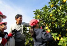 国産レモンの島・大崎上島でポッカサッポロ佐藤雅志社長自らレモン食育活動 レモン総需要拡大へ価値啓発と生産振興の機運醸成 ポッカサッポロ自社農園でレモンの収穫を先導する佐藤雅志社長