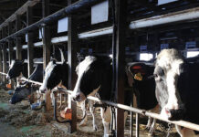 2025年酪農乳業界重大ニュース 新酪肉近代化基本方針を策定 生乳需給安定へ制度対応進む 2025年酪農乳業界重大ニュース 新酪肉近代化基本方針を策定 生乳需給安定へ制度対応進む