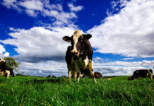 アイルランド産乳製品 牧草飼育が生み出すおいしさ 持続可能性で世界をリード アイルランド産乳製品 牧草飼育が生み出すおいしさ 持続可能性で世界をリード