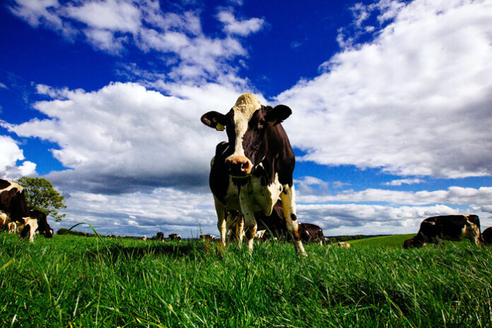 アイルランド産乳製品 牧草飼育が生み出すおいしさ 持続可能性で世界をリード