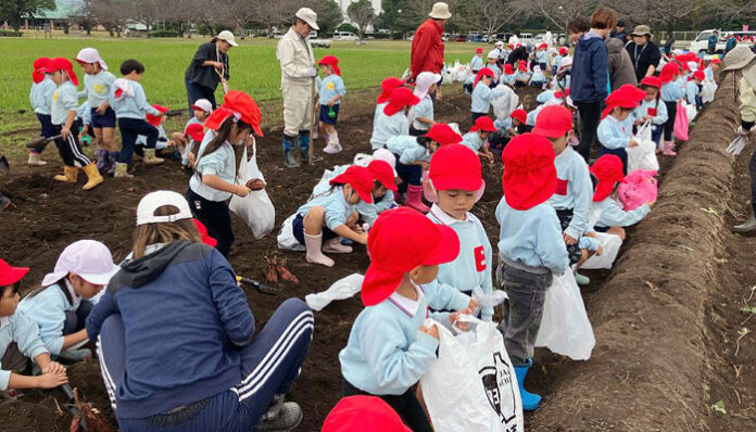 園児らがさつまいも掘りを体験
