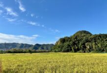 「産業用のコメにも目を向けて」菊水酒造 髙澤社長 日本酒などコメ加工で付加価値を数倍に 「産業用のコメにも目を向けて」菊水酒造 髙澤社長 日本酒などコメ加工で付加価値を数倍に