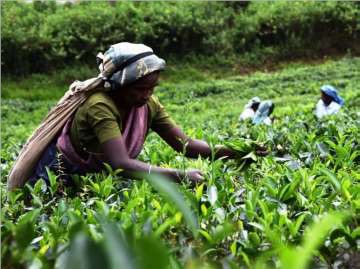 キリンビバレッジはスリランカの農園支援や労働環境の整備などさまざまな取り組みを協力して行っている。写真はスリランカ紅茶農園の生産者（提供：キリン）