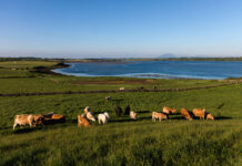 持続可能性に支持高まるアイルランド産牛肉 対日輸出10年で11倍増、高品質の牧草牛を安定供給 持続可能性に支持高まるアイルランド産牛肉 対日輸出10年で11倍増、高品質の牧草牛を安定供給