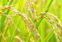 世界2位の輝きを再び 世界2位の輝きを再び