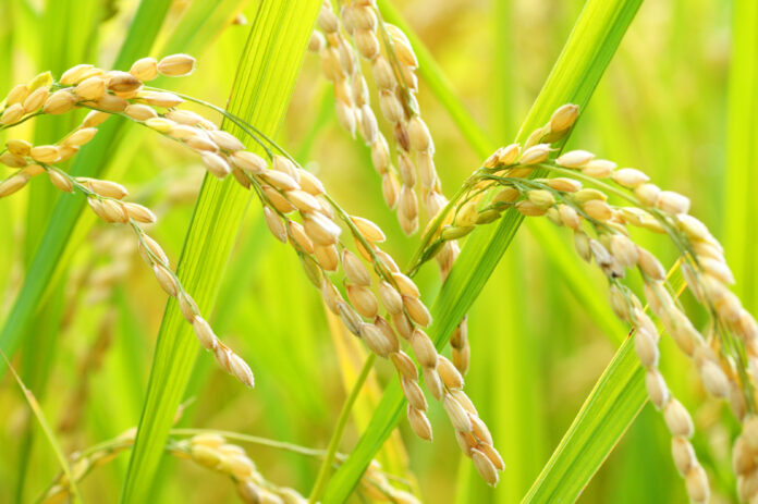 世界2位の輝きを再び