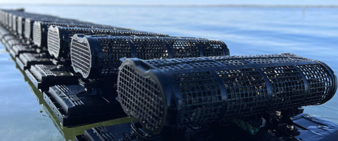 注目されるシングルシード養殖