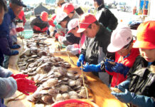 地域一丸で海岸清掃 第26回環境美化教育最優秀校① 宮城県南三陸町立名足小学校 漁師に教わりながらホタテの耳吊り体験を行う児童