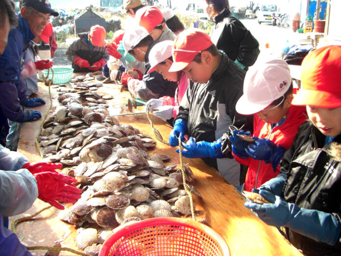 漁師に教わりながらホタテの耳吊り体験を行う児童