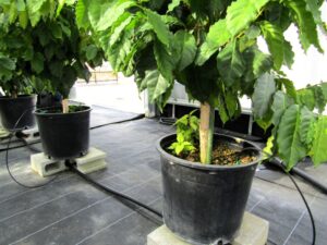 水やりと追肥をホースで自動的に行えるようになっている