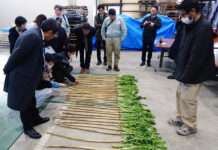 伝統野菜・守口大根を守る 母本選抜で種の保存へ 愛知県漬物協会 守口大根の母本選抜