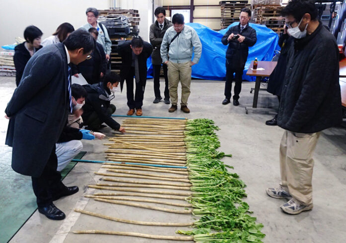 守口大根の母本選抜