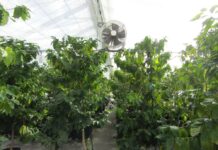 鳥取県の港町で国産コーヒー栽培に挑む澤井珈琲 農薬使わずに済む害虫駆除スプレーを開発 中国地方発明表彰で鳥取県知事賞受賞 1万本以上のコーヒーノキを栽培