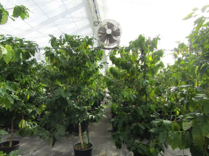 1万本以上のコーヒーノキを栽培