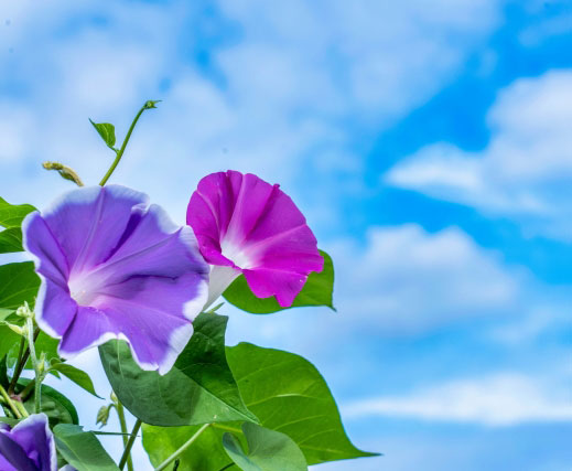 長い夏　商機は初めと終わりに