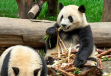 コスパ悪い?パンダの食 コスパ悪い?パンダの食