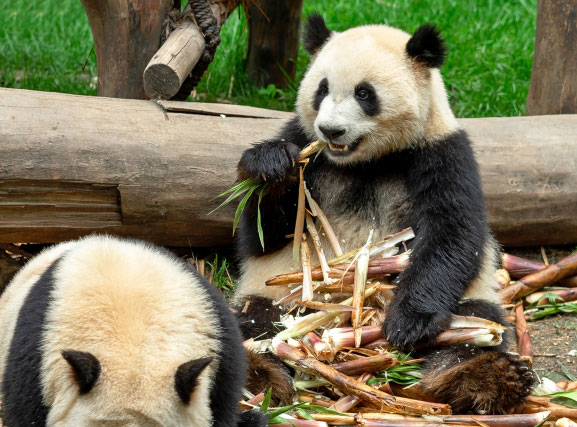 コスパ悪い？パンダの食