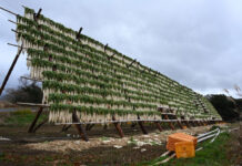たくあん 原料不安続く 干し大根は平年比2割減 人手不足が供給制約に 高齢化で干し作業が負担に