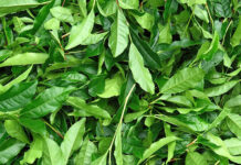 緑茶輸出が倍増 抹茶中心に海外需要が急伸 品質重視強まる 緑茶輸出が倍増 抹茶中心に海外需要が急伸 品質重視強まる