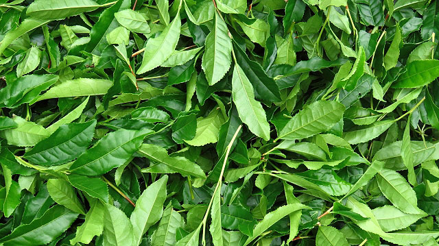 緑茶輸出が倍増 抹茶中心に海外需要が急伸 品質重視強まる