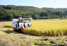 ササニシキに再評価の兆し ササニシキに再評価の兆し