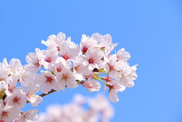 新生活の春 受験応援商品で気づいたこと
