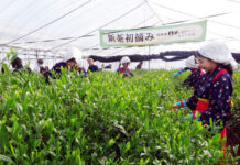 福寿園 恒例の新茶の初摘み開催 初摘みの様子