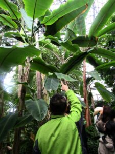 夢の島熱帯植物園に植わるシェード・ツリーの役割を担うバナナ(リョウリバナナ)
