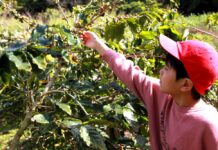 徳之島でコーヒーチェリーを収穫 焙煎・抽出も体験 次世代に引き継ぐための活動前進 味の素AGF島本憲仁社長も応援 農園エリアでの徳之島コーヒー収穫の様子