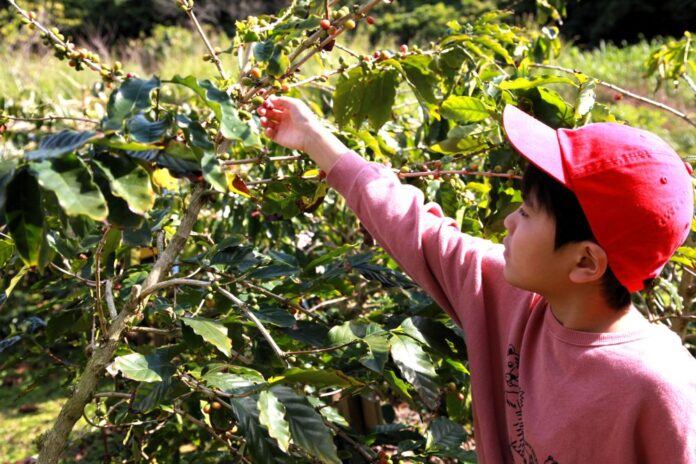農園エリアでの徳之島コーヒー収穫の様子