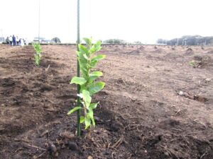 約4haの農地。周囲には茶畑が広がる