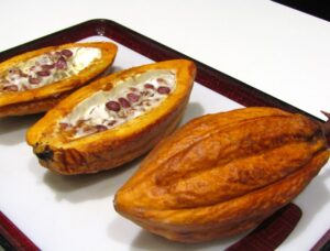 カカオポッドとカカオポッドに詰まる白いカカオパルプ