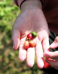 摘まれたコーヒーチェリー